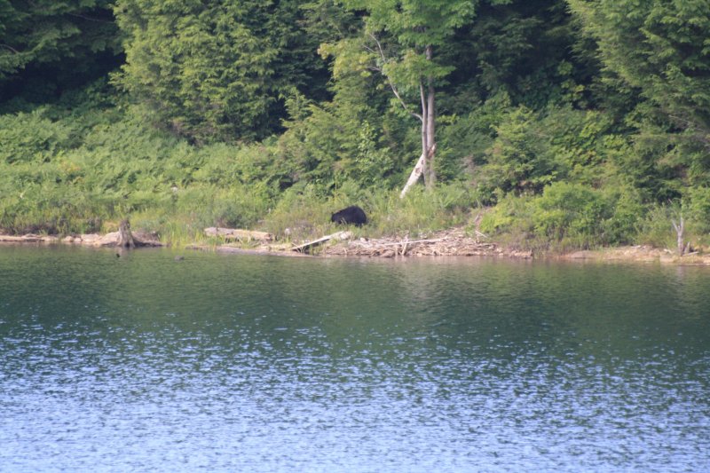 Bear on Kilarney lake 496.jpg