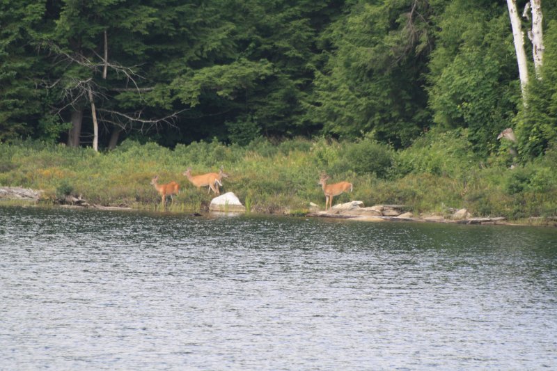 Deer on Kilarney lake 492.jpg