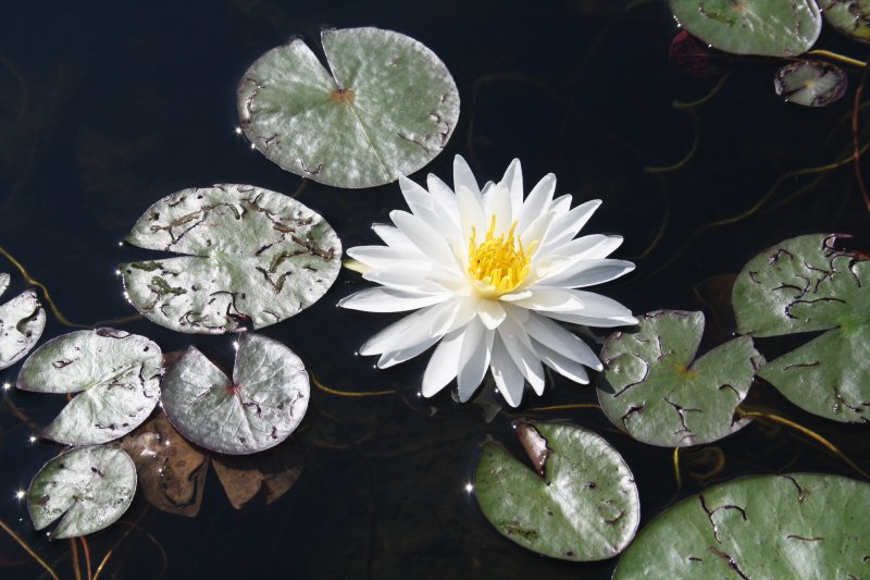water lily.jpg
