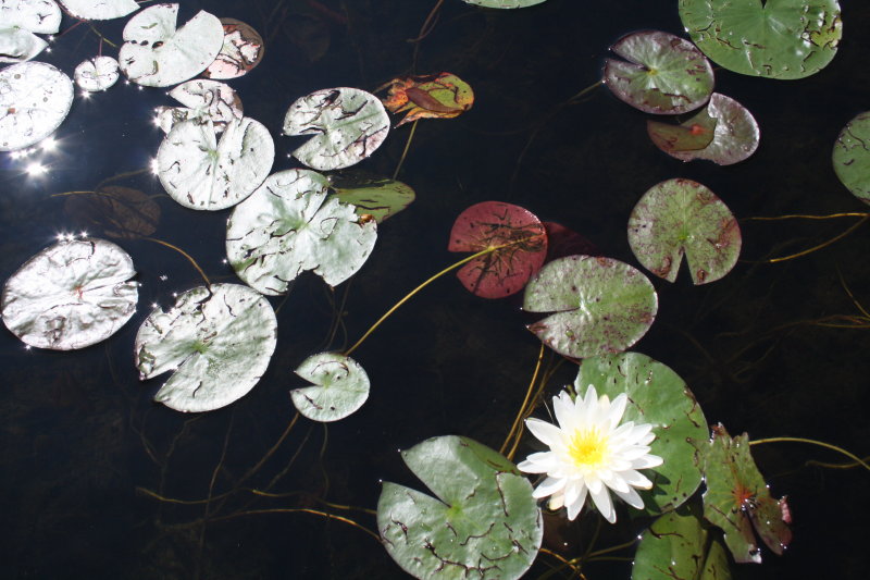 water lily_2.jpg