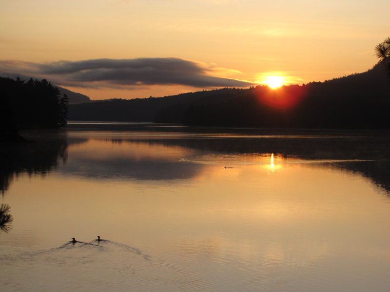 Loon at sunset_4.JPG