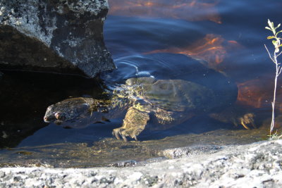 Turtles found at Quetico Provincial park in Ontario, Canada (July/2010)