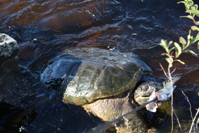 Giant snapping turtle_2.JPG