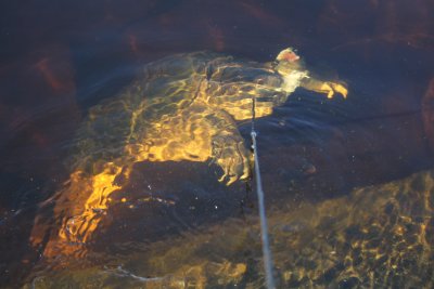 Giant snapping turtle_3.JPG