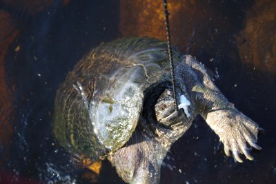 Giant snapping turtle_4.JPG