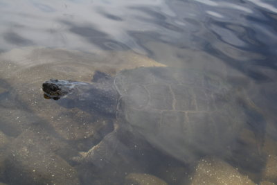 Giant snapping turtle_5.JPG