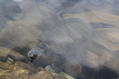 Giant snapping turtle_6.JPG