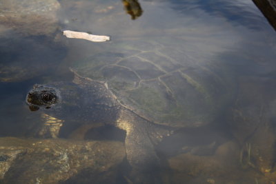 Giant snapping turtle_7.JPG