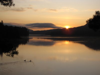 Loon at sunset 3.JPG