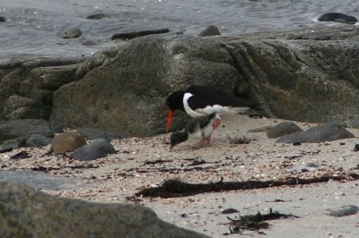 Eurasian Oystercatcher with chick