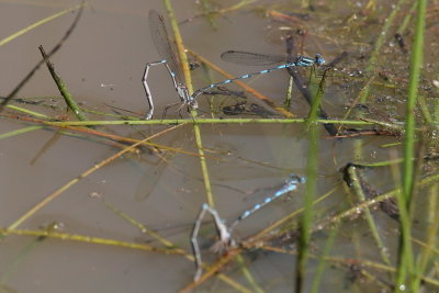 Austrolestes leda_Wandering Ringtail_McKenzie Reserve.jpg