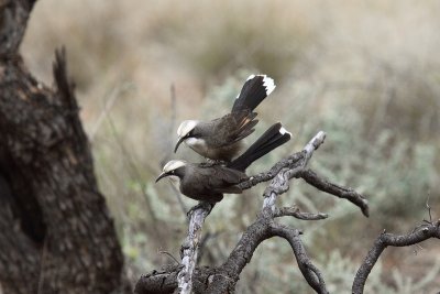 Grey-crowned Babblers