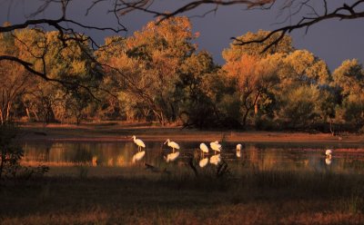 Spoonbills on lagoon at Bowra Station