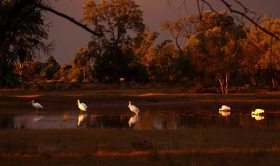 Spoonbills on lagoon at Bowra Station
