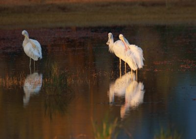 Yellow-billed Spoonbills