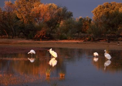 Yellow-billed Spoonbills