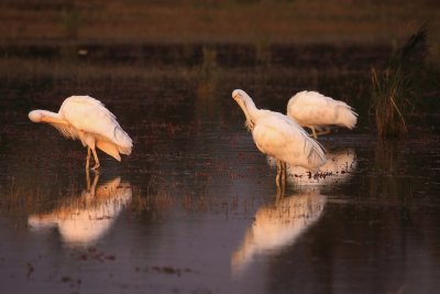 Yellow-billed Spoonbills