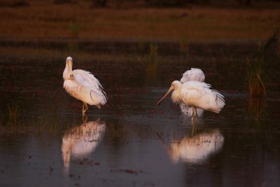 Yellow-billed Spoonbills