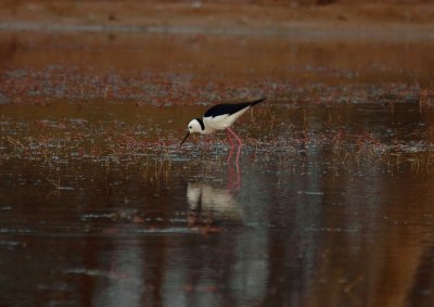 Black-winged Stilt