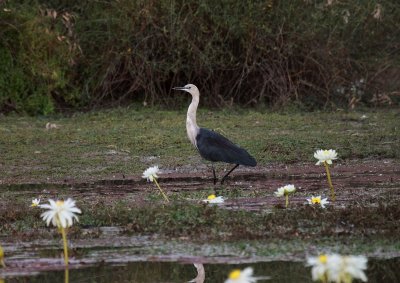 White-necked Heron