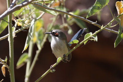 Purple crowned Fairy Wren