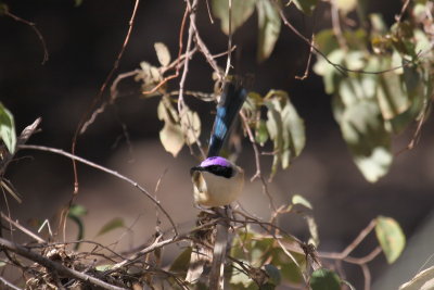 Purple crowned Fairy Wren (m)