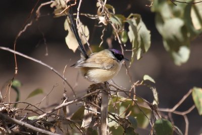 Purple crowned Fairy Wren (m)