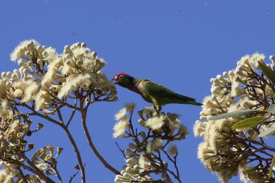 Varied Lorikeet