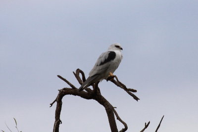 Black-shouldered Kite