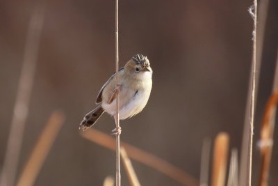 Golden-headed Cisticola (f)