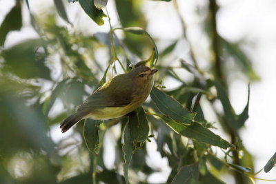 Weebill