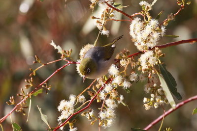 Silvereye