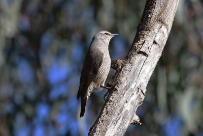 White-browed Treecreeper