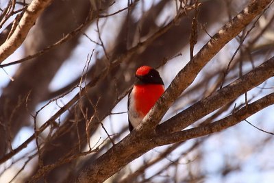 Red-capped Robin(m)