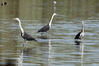 White-necked Heron(juvs)