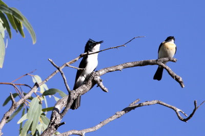 Restless Flycatcher