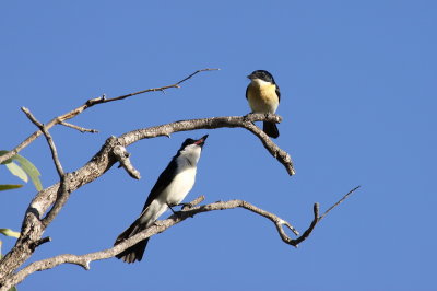 Restless Flycatcher
