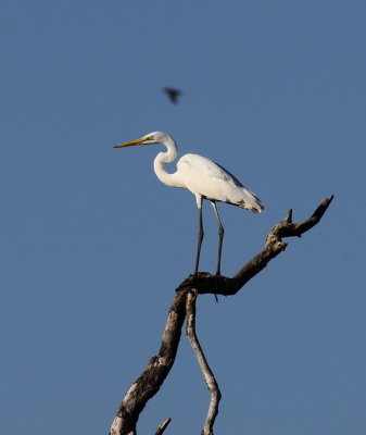 Intermediate Egret