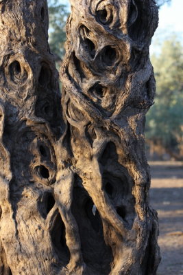 Trunk of a Coolibah