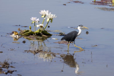 Pied Heron (br)