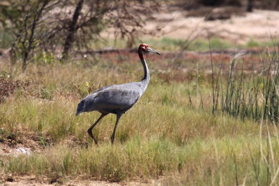 Sarus Crane