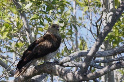 Whistling Kite