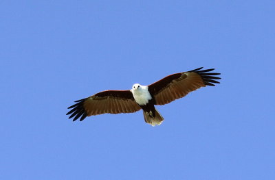 Brahiminy Kite