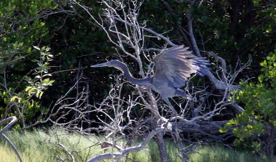 Great-billed Heron
