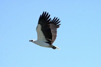 White-breasted Sea Eagle