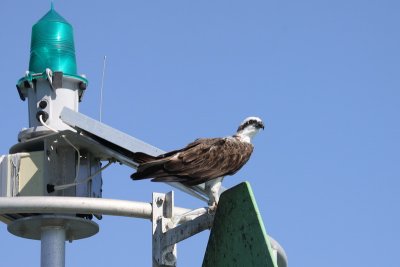 Osprey