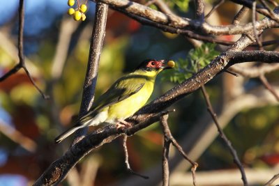 Figbird