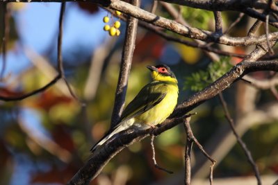 Figbird