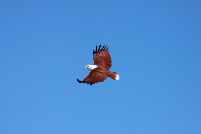 Brahiminy Kite