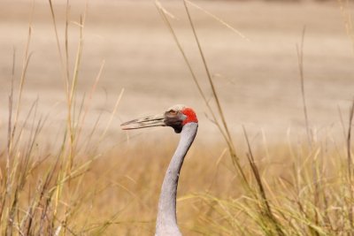 Brolga
